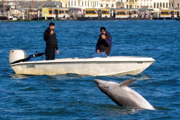A dolphin nicknamed 'Mimmo' jumps out of the water as people on a boat take pictures in the San Marco Basin, in Venice, Italy, November 8, 2025. REUTERS/Manuel Silvestri 