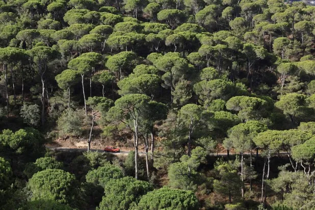 A car passes by a pine tree forest, where a pine crisis is unfolding, caused by an invasive insect that feeds on the cones that produce Lebanon's prized pine nuts, in Bkassine, Lebanon, October 21, 2025. (Reuters)