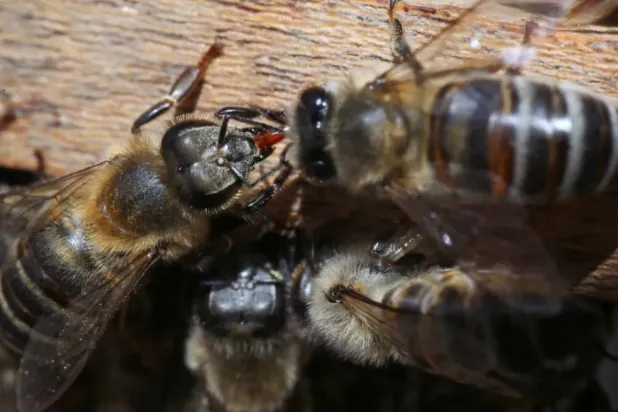Archive - Bees from the apiary of the Universidad del Rosario raised for the research of the formula to protect the brain of bees and other pollinators affected by exposure to insecticides, which was patented in Britain under the leadership of researchers from the Faculty of Natural Sciences of the Universidad del Rosario, in alliance with the Department of Neuroscience of the University of Arizona - Reuters
