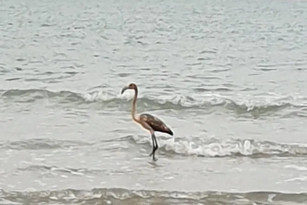 رحلة غامضة لطائر لا تُفترض به الهجرة (باراديس بارك)