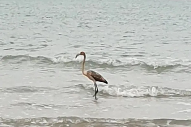 Zookeepers believe the flamingo seen in Brittany could be four-month-old Frankie, who took flight from Paradise Park near Hayle more than a week ago. (Paradise Park) 