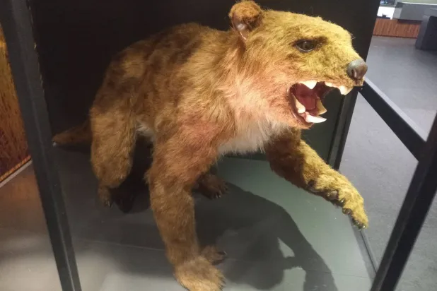 «الدبّ المتساقط» أرعب أستراليا القديمة (المتحف الأسترالي)