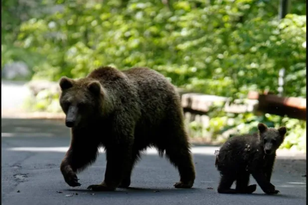  المشكلة الرئيسية في اليابان تتمثل في الزيادة الكبيرة لأعداد الدببة التي تنمو بسرعة بسبب وفرة الغذاء (رويترز)