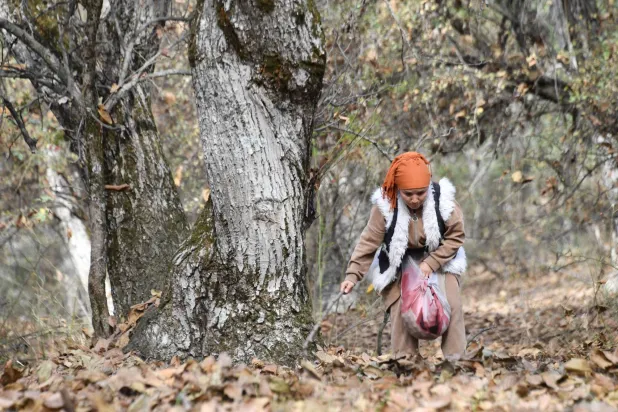 A woman picks walnuts in walnut forests in Arslanbap in Kyrgyzstan's Jalal-Abad region, some 700kms from the capital Bishkek, on October 21, 2025. (Photo by VYACHESLAV OSELEDKO / AFP)