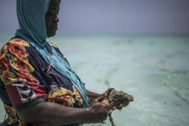 The Zanzibar sponge cooperative has offered a new and lucrative source of income for locals. MARCO LONGARI / AFP
