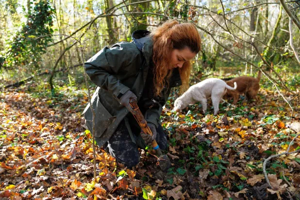 Ivana Karlic Ban digs for truffles in the woods near Buzet, Croatia, November 11, 2025. REUTERS/Antonio Bronic