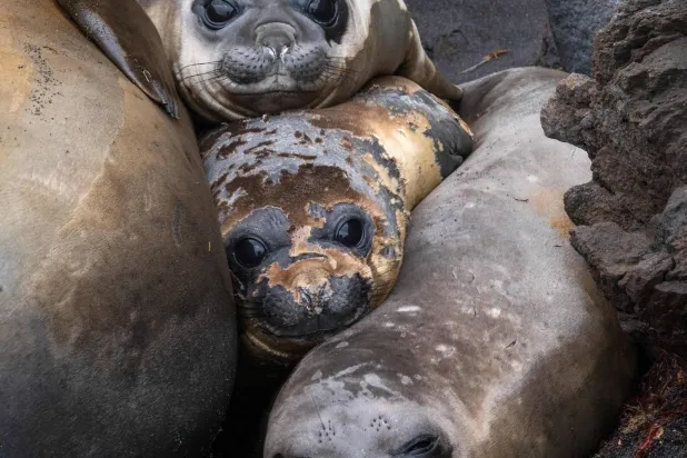 (FILES) This photograph shows elephant seals on the Possession Island, part of the Crozet Islands which are a sub-Antarctic archipelago of small islands in the southern Indian Ocean, on December 21, 2022. (Photo by Patrick HERTZOG / AFP)