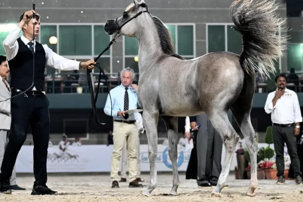 The Kingdom will be hosting the championship for three days - SPA