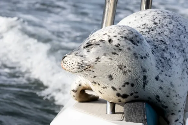 In this photo provided by Charvet Drucker, a seal rests on her boat in the Saratoga passage between Camano and Whidbey Island, Sunday, Nov. 2, 2025, north of Seattle, Wash. (Charvet Drucker via AP)

