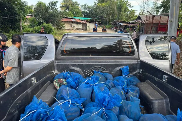 أكياس شبكية زرقاء بداخلها قردة المكاك بعد إنقاذها من عملية تهريب في منطقة أرانيابراتيت بمقاطعة سا كايو قرب الحدود بين تايلاند وكمبوديا (أ.ف.ب)