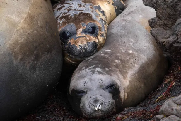 أفيال البحر على جزيرة في جنوب المحيط الهندي (أ.ف.ب)