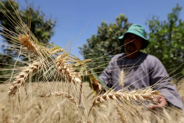 FILE PHOTO: A farmer tends wheat at a field in Giza, Egypt, April 18, 2025. REUTERS/Mohamed Abd El Ghany/File Photo