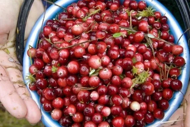 يساعد تناول التوت البري على تخفيف حرقان البول (رويترز)