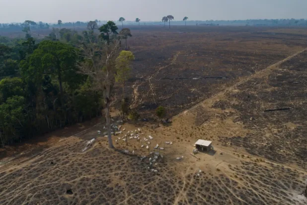 Cattle graze on land recently burned and deforested by cattle farmers near Novo Progresso, Para state, Brazil, on Aug. 23, 2020. (AP Photo/Andre Penner, File)

