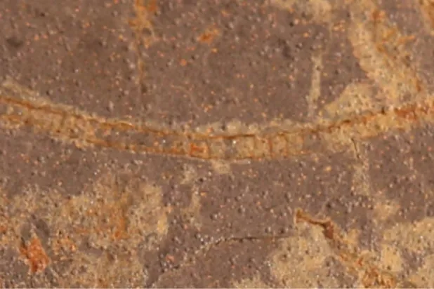  أحافير طحالب بحرية من إقليم يوكون في كندا تعود إلى نحو مليار عام (جامعة ولاية ميشيغان)