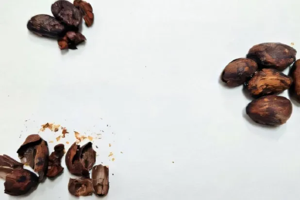 قشور حبوب الكاكاو تحتوي على مركبات حيوية مفيدة للصحة يمكن نقلها لعسل النحل (جامعة كامبيناس الحكومية)