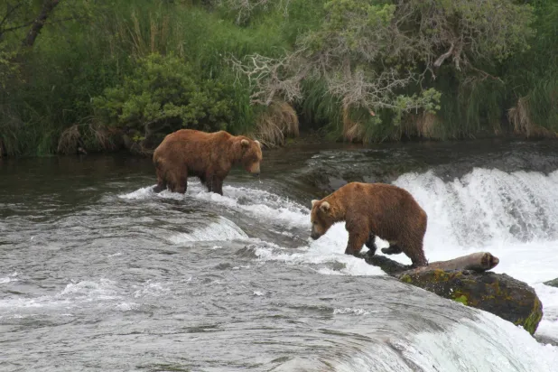FILE - Two brown bears look for salmon at Brooks Falls in Katmai National Park and Preserve, Alaska, July 4, 2013. (AP File Photo/Mark Thiessen, File)