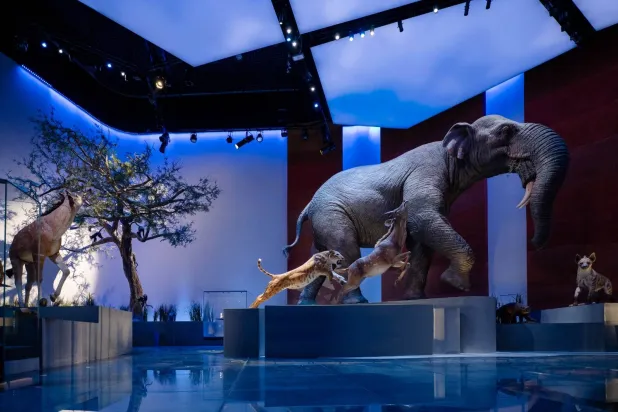 متحف التاريخ الطبيعي في أبوظبي يفتح أبوابه ليروي حكايات الحياة