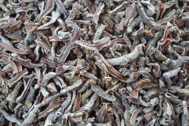 مضغ شريحة من الكركم الأسود يومياً يُعزز مناعة الجسم (بيكسباي)