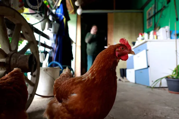 الرجل كان لديه قطيع من الدواجن المنزلية التي تعرضت لطيور برية في الفناء الخلفي (رويترز)