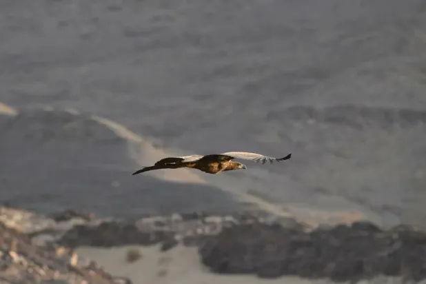 يعكس ظهور النسر ضمن المحمية أهميتها المتزايدة بوصفها ملاذاً للطيور المهاجرة (واس)