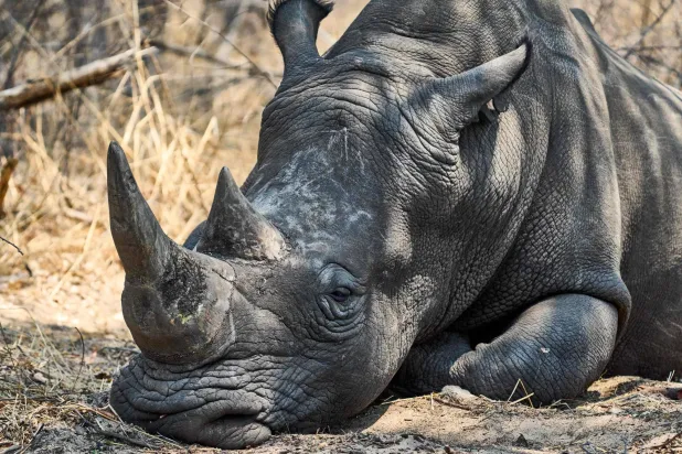 (FILES) A rhino sleeps under a tree shade at a conservancy on the South boundary of Hwange National Park, on October 8, 2025. (Photo by Zinyange Auntony / AFP)