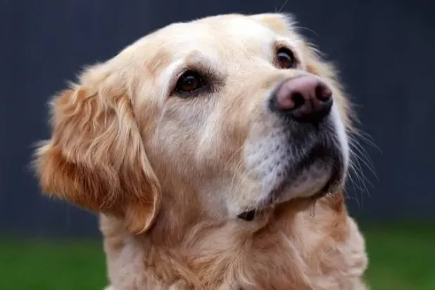 بولي «بطلة القلب»... (مؤسسة القلب البريطانية)