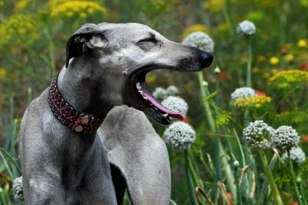 إندونيسيا من الدول القليلة التي لا تزال تسمح ببيع لحوم الكلاب والقطط (أ.ف.ب)