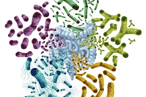 الأمعاء الصحية تنظم ضغط الدم