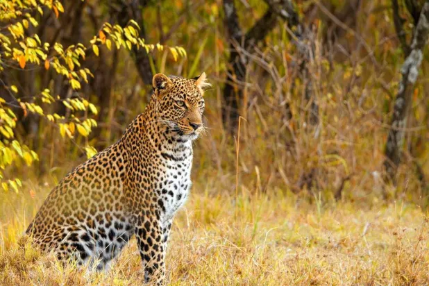 نمور في الهند (متداولة)