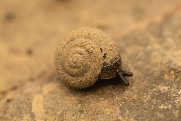 لندن تبحث عن كائن يكاد يختفي (سيتيزن زو)