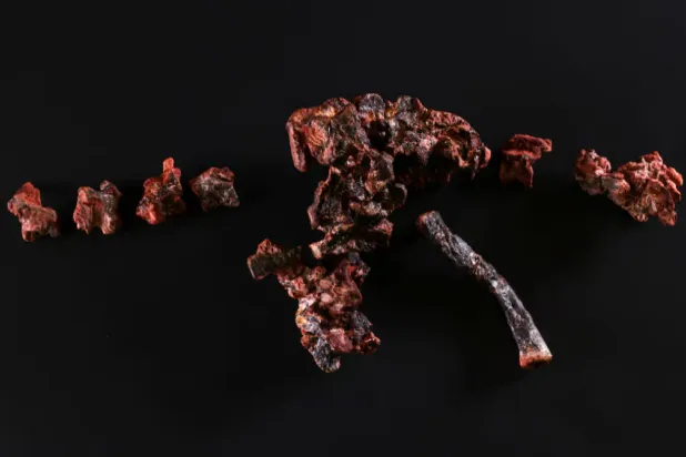 Fossils called Gondwanax paraisensis, a species that lived 237 million years ago and was a precursor to dinosaurs, in the Cappa laboratory (Support Center for Paleontological Research of the Quarta Colonia) in Sao Joao do Polesine, Rio Grande do Sul state, Brazil, 8 October 2024. REUTERS