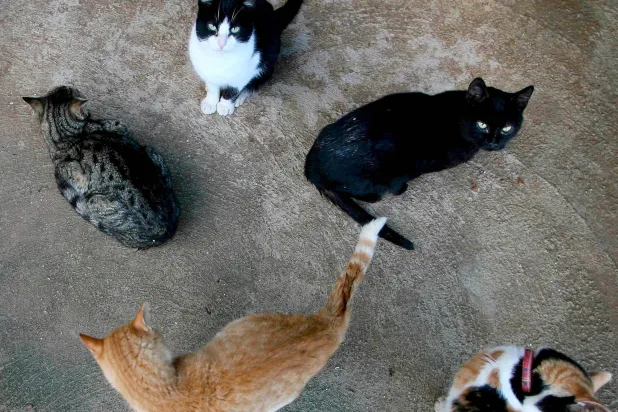 قطة سوداء تظهر بين قطط أخرى في ملجأ للحيوانات بجنوب إسبانيا (أ.ف.ب)