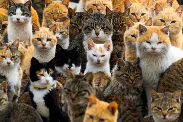 FILE PHOTO: Cats crowd the harbour on Aoshima Island in the Ehime prefecture in southern Japan February 25, 2015. Picture taken February 25, 2015. REUTERS/Thomas Peter/File Photo