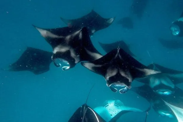 Manta rays are among the species that will have upgraded protections. Mladen ANTONOV / AFP/File
