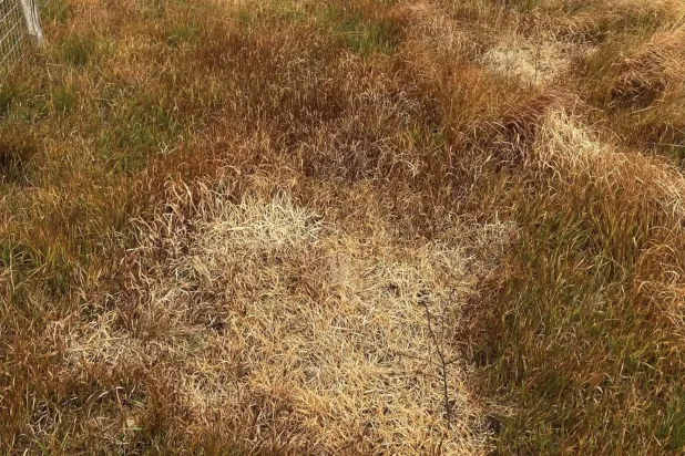 كارثة تضرب مشروع الأمير ويليام البيئي (شراكة أراضي الخث في الجنوب الغربي)