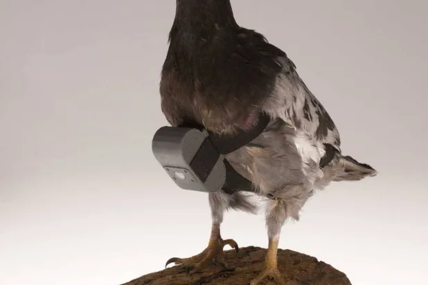 حمامة تحمل كاميرا تجسس على صدرها (موقع وكالة الاستخبارات الأميركية)