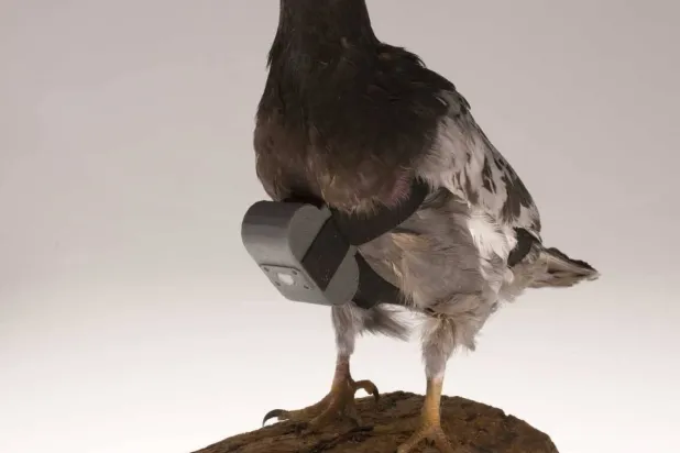 Göğsünde casus kamera taşıyan bir güvercin (CIA web sitesi)