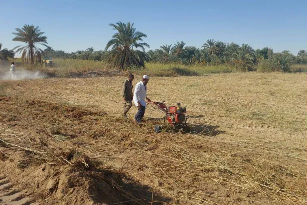 خطة مصرية شاملة للتوسع في زراعة القمح (وزارة الزراعة المصرية) 