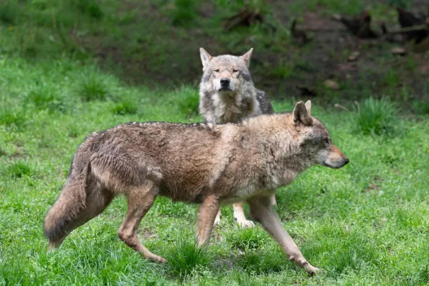 (FILES) European wolves (canis lupus) are seen in their enclosure at the "Wildparadies Tripsdrill", a wildlife park near Cleebronn, southern Germany, on May 10, 2023. (Photo by THOMAS KIENZLE / AFP)