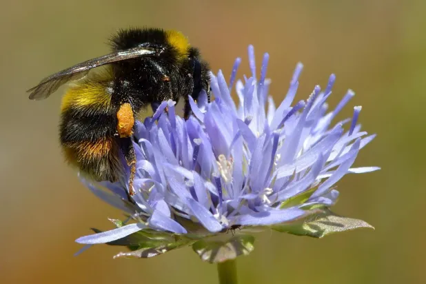 Bombus arılarının mors alfabesinin basit bir biçimini öğrenmesi bilim insanlarını şaşırttı (Wikimedia Commons)