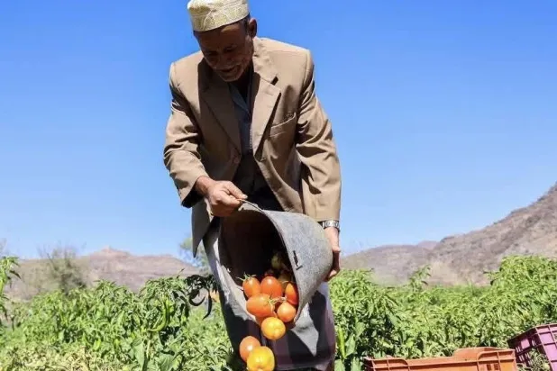 خطة أممية تهدف إلى تحسين إنتاجية وتنوع وجودة الزراعة في اليمن (الأمم المتحدة)