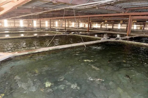 إحدى مناطق الاستزراع السمكي في المنطقة الشرقية (واس)