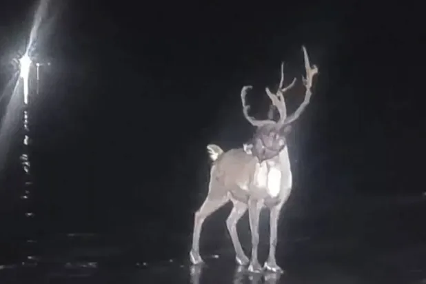 لمسة مُهدّئة أنهت ساعات من المطاردة (صندوق إنقاذ ساوثبورت البحري)