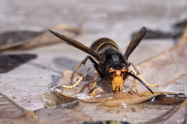 حشرة صغيرة تُثير مخاوف كبيرة (أ.ف.ب)