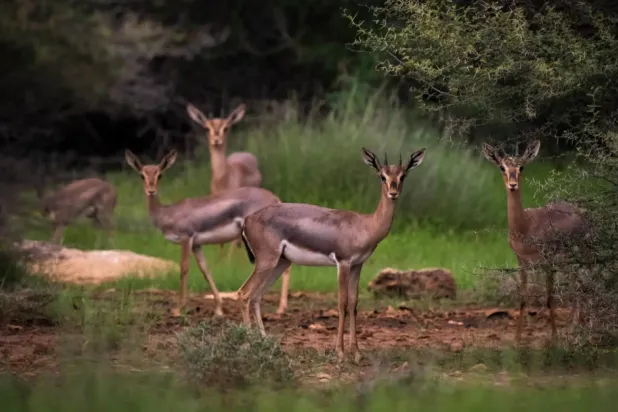 This achievement marks a major milestone in the Kingdom’s efforts to protect ecosystems - SPA