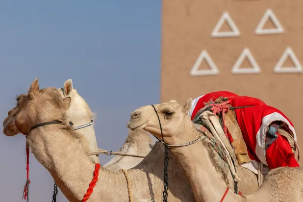 يحتفي المهرجان بتاريخ الموروث الثقافي ودوره في تشكيل ذاكرة المكان والإنسان السعودي (نادي الإبل)