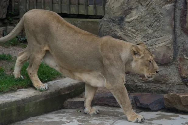 حلم ينتهي بمأساة (شاترستوك)