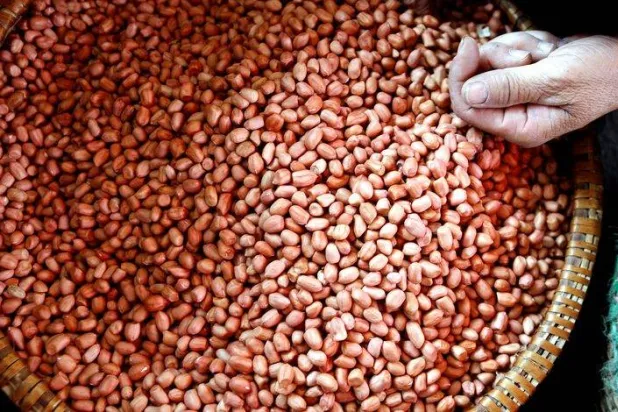 تناول الفول السوداني وجبة خفيفة يومياً قد يعزز الذاكرة (رويترز)