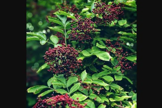 توت البلسان يحتوي على كمية جيدة من فيتامين «سي» (بيكسلز)